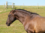 Paso Fino Portrait