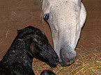 neu geborenes Paso Fino