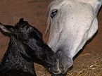 neu geborenes Paso Fino