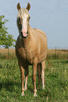 Paso Fino