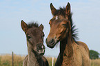 Paso Fino Fohlen