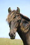 Paso Fino Portrait