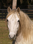 Paso Fino Portrait