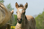 Paso Fino Fohlen