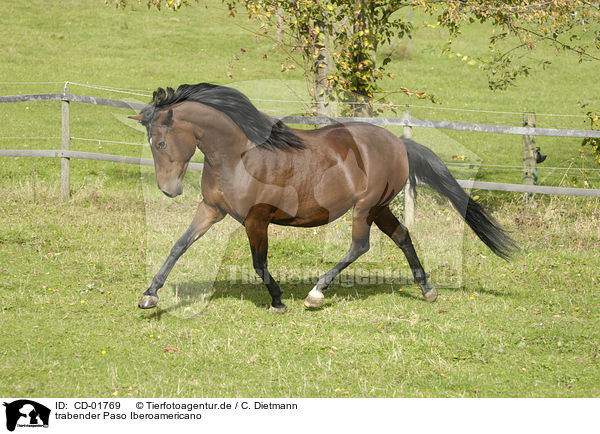 trabender Paso Iberoamericano / trotting Paso Iberoamericano / CD-01769