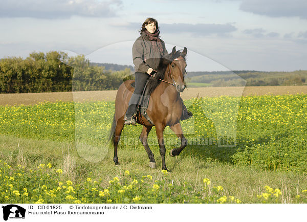 Frau reitet Paso Iberoamericano / woman rides Paso Iberoamericano / CD-01825