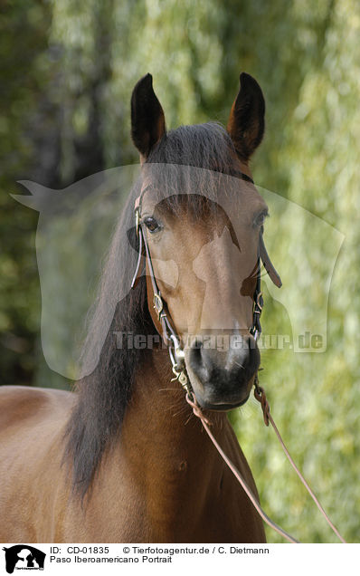 Paso Iberoamericano Portrait / CD-01835