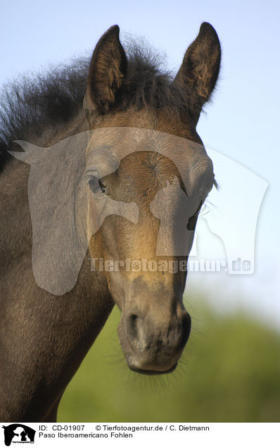 Paso Iberoamericano Fohlen / Paso Iberoamericano foal / CD-01907