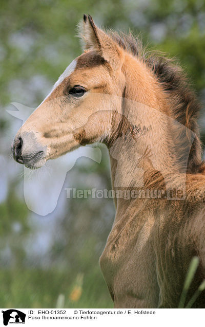 Paso Iberoamericano Fohlen / Paso Iberoamericano foal / EHO-01352