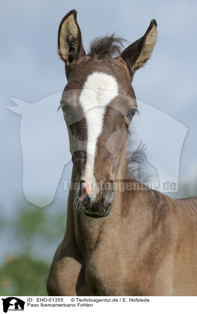 Paso Iberoamericano Fohlen / Paso Iberoamericano foal / EHO-01355