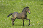 trabendes Paso Iberoamericano Fohlen