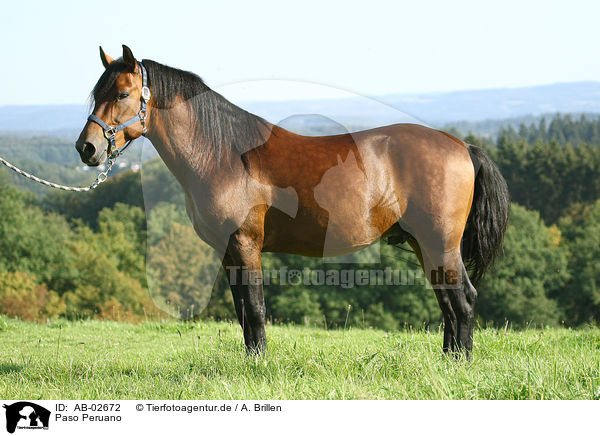 Paso Peruano / AB-02672