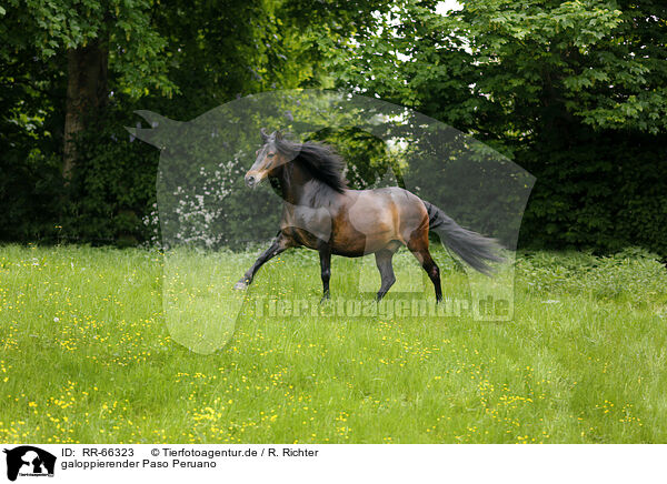 galoppierender Paso Peruano / galloping Paso Peruano / RR-66323
