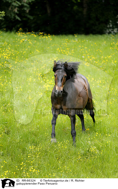 galoppierender Paso Peruano / galloping Paso Peruano / RR-66324