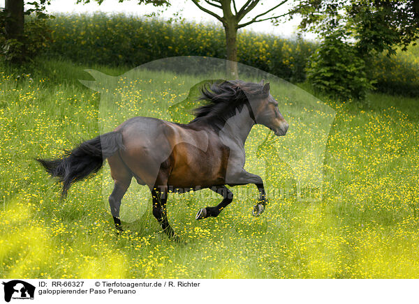 galoppierender Paso Peruano / galloping Paso Peruano / RR-66327