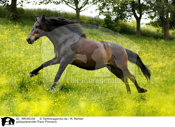 galoppierender Paso Peruano / galloping Paso Peruano / RR-66336