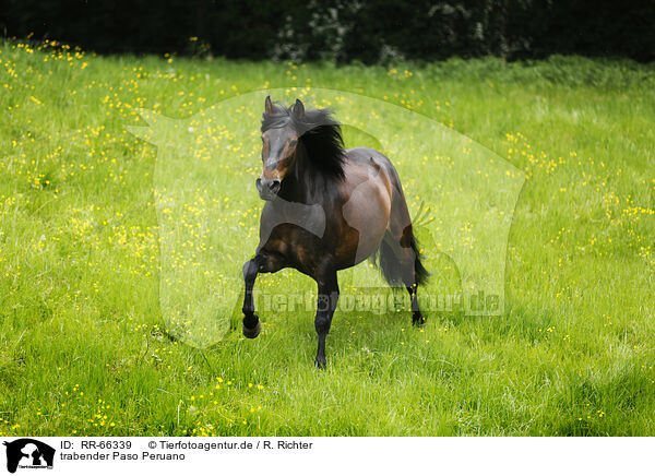 trabender Paso Peruano / trotting  Paso Peruano / RR-66339
