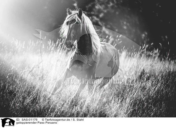 galoppierender Paso Peruano / galloping Paso Peruano / SAS-01176