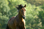 Paso Peruano Portrait