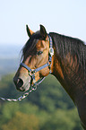 Paso Peruano Portrait