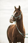 Paso Peruano Portrait