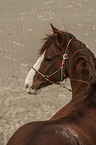 Paso Peruano Portrait