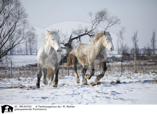 galoppierende Percherons / galloping Percherons / RR-40793