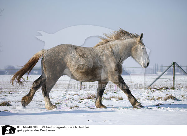 galoppierender Percheron / galloping Percheron / RR-40796