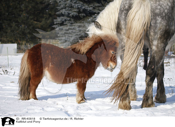 Kaltblut und Pony / coldblood and pony / RR-40818