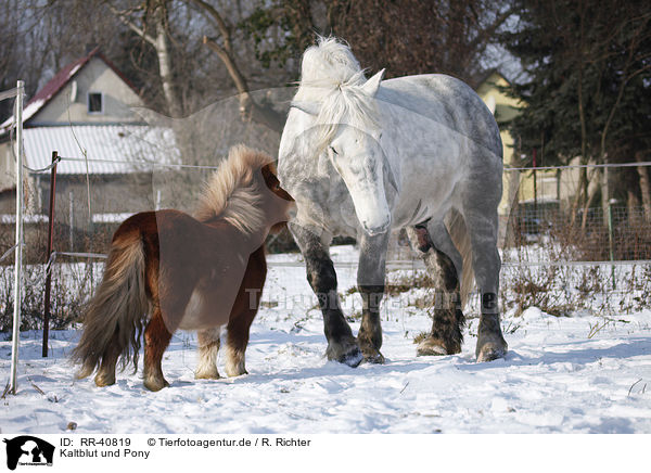 Kaltblut und Pony / coldblood and pony / RR-40819