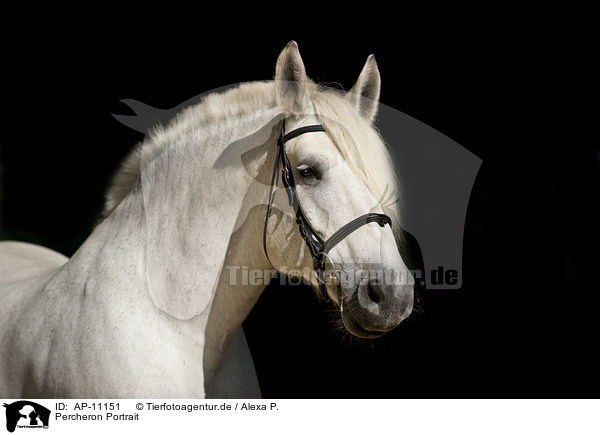 Percheron Portrait / Percheron Portrait / AP-11151