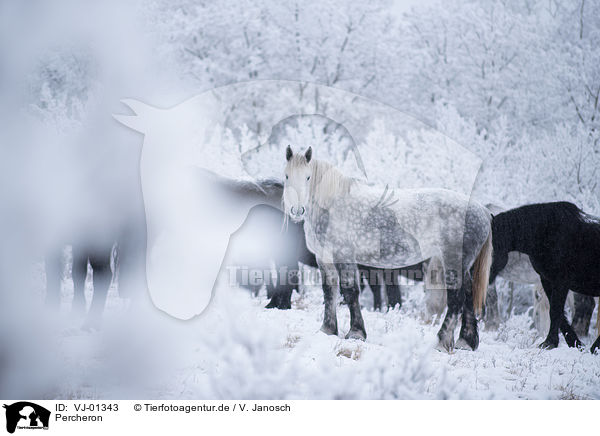Percheron / Percheron / VJ-01343