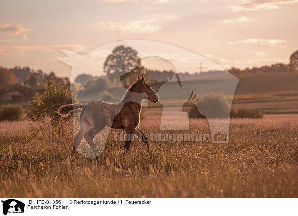 Percheron Fohlen / Percheron foal / IFE-01356