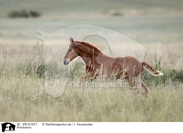 Percheron / Percheron / IFE-01671