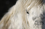 Percheron Auge