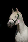 Percheron Portrait