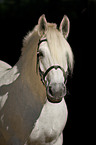 Percheron Portrait