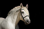 Percheron Portrait