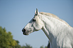 Percheron Portrait