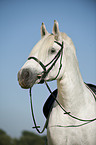 Percheron Portrait