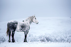 Percheron