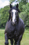 Percheron