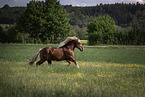 Percheron