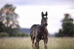 Percheron Fohlen
