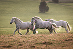 Percheron