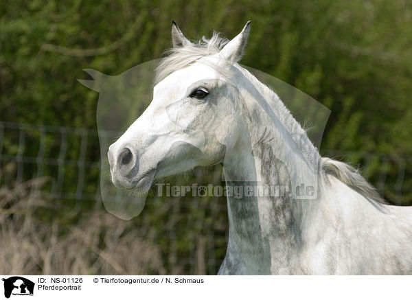 Pferdeportrait / NS-01126