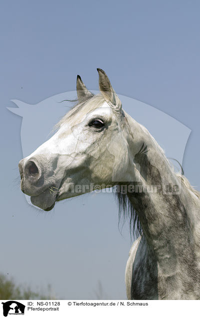 Pferdeportrait / NS-01128