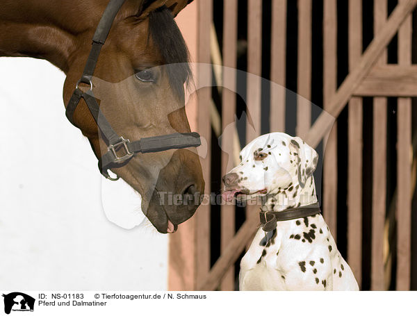 Pferd und Dalmatiner / NS-01183
