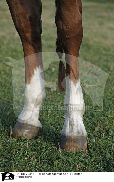 Pferdebeine / horse legs / RR-28341