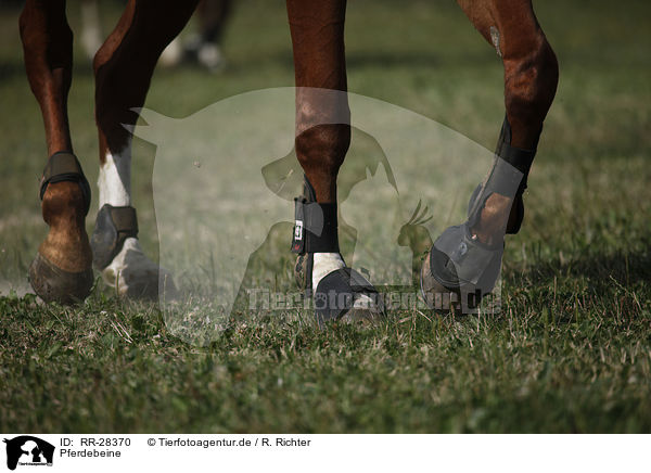 Pferdebeine / horse legs / RR-28370
